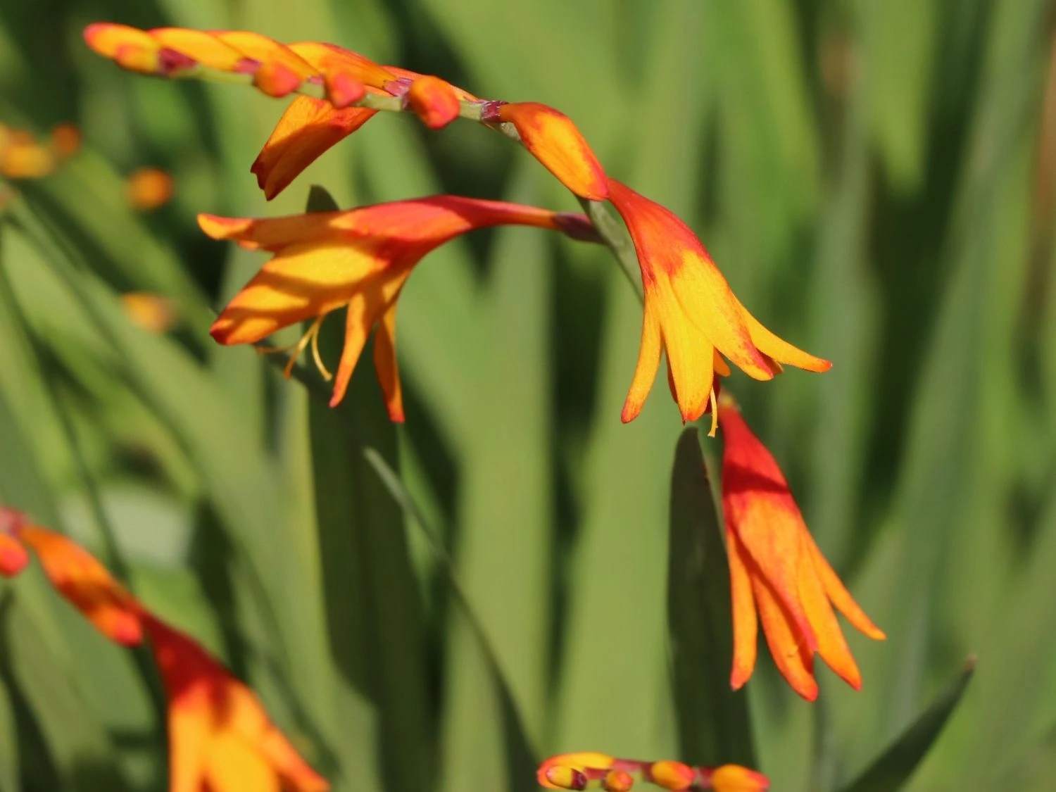 Montbretie 'Meteor' 3 Montbretie 'Meteor' – Bild 3