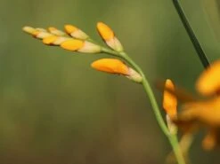 Montbretie 'Meteor' 21 Montbretie 'Meteor' -Edelrosen Geschaft montbretie meteor m058315 w 1