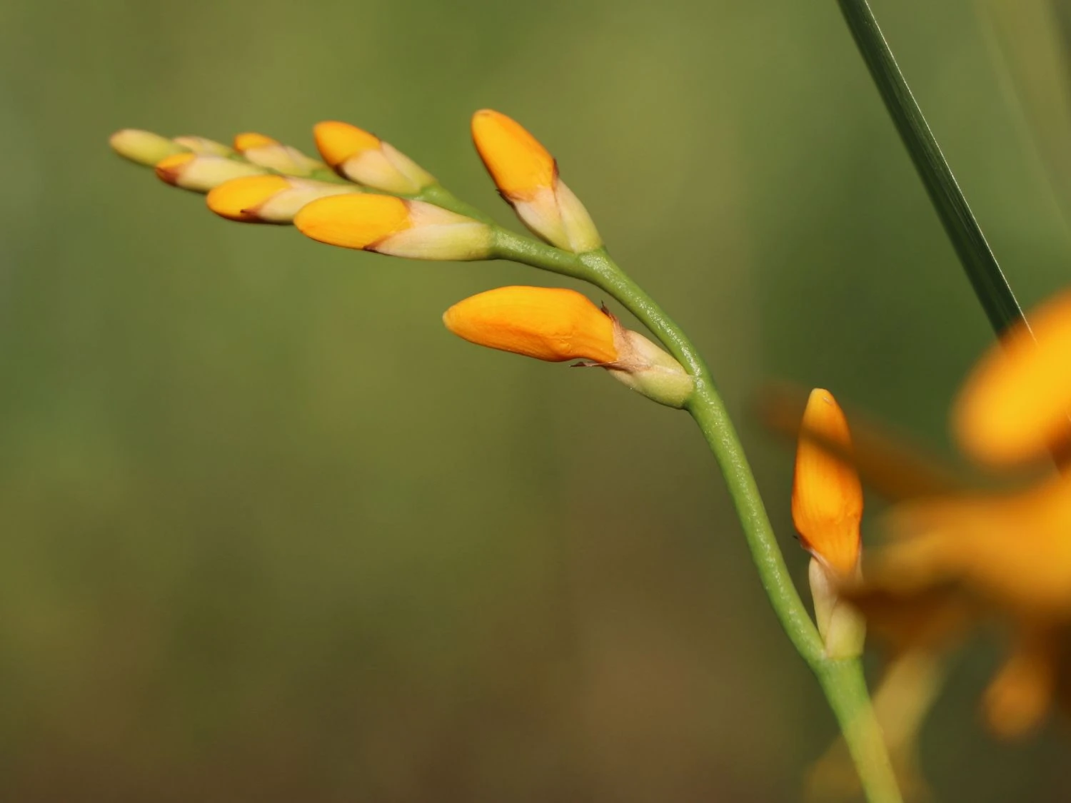 Montbretie 'Meteor' 11 Montbretie 'Meteor' – Bild 11