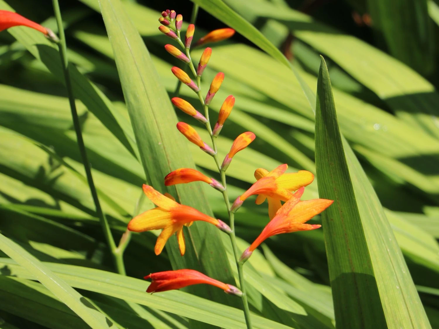 Montbretie 'Meteor' 8 Montbretie 'Meteor' – Bild 8