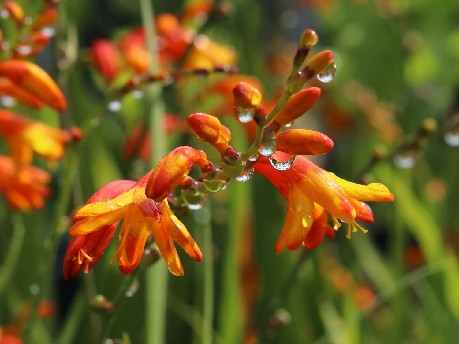 Montbretie 'Meteor' 10 Montbretie 'Meteor' – Bild 10