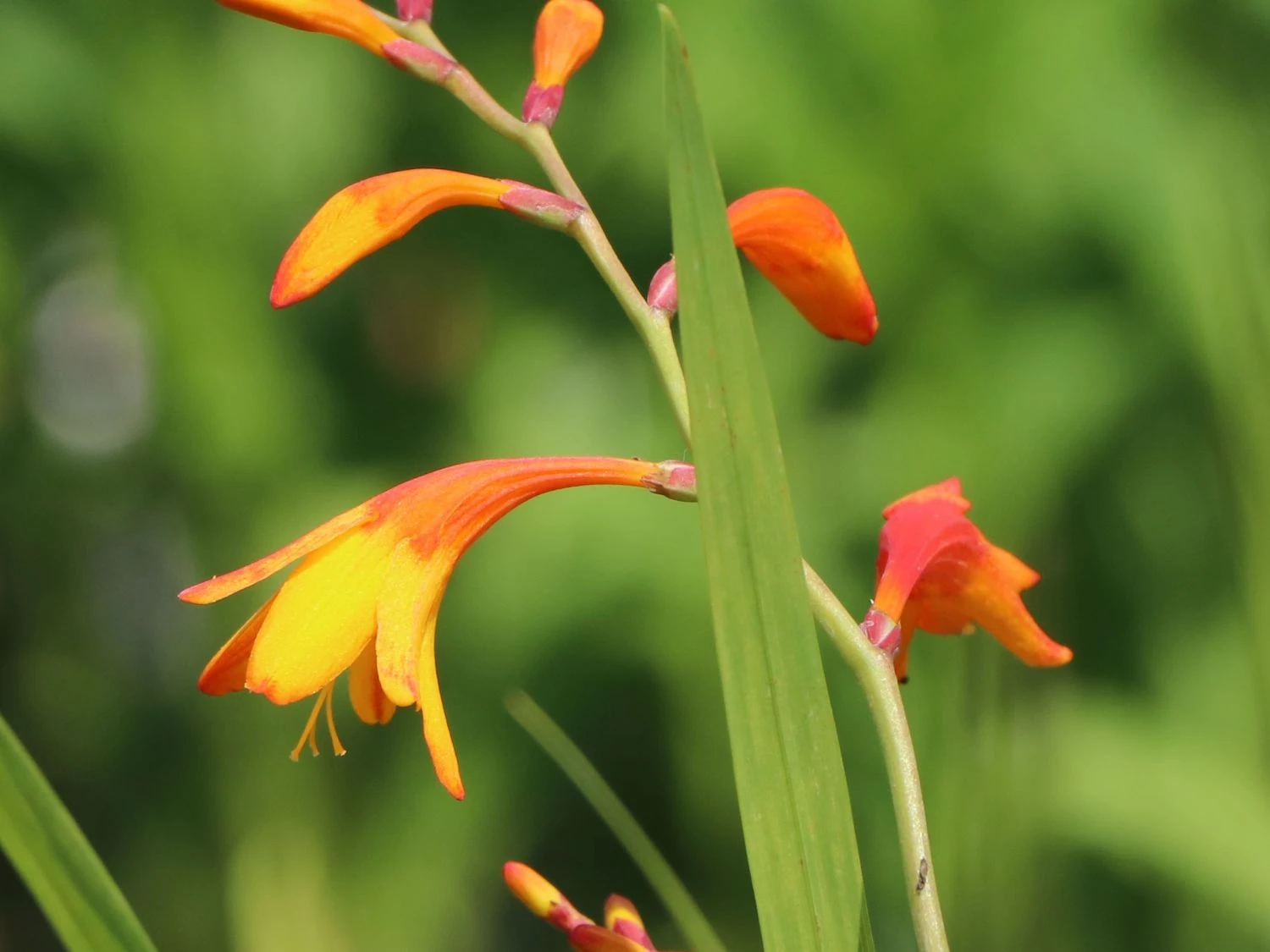 Montbretie 'Meteor' 4 Montbretie 'Meteor' – Bild 4