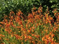 Montbretie 'Meteor' 16 Montbretie 'Meteor' -Edelrosen Geschaft montbretie meteor m058315 w 5