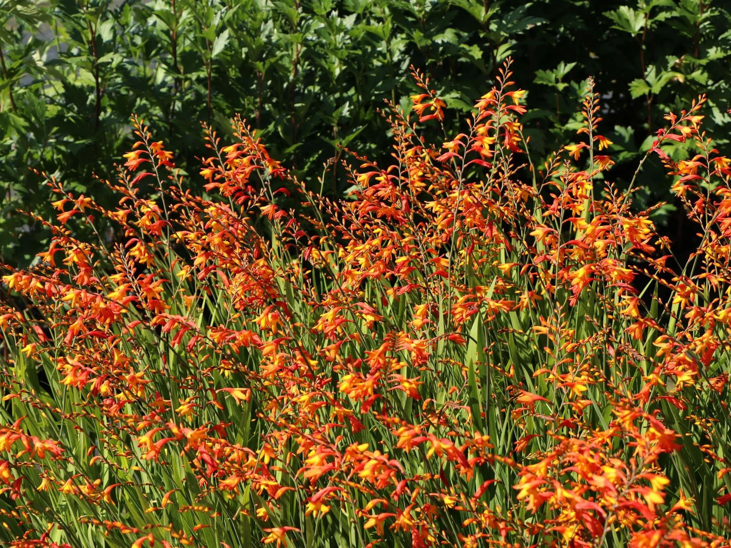 Montbretie 'Meteor' 6 Montbretie 'Meteor' – Bild 6