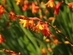 Montbretie 'Meteor' 19 Montbretie 'Meteor' -Edelrosen Geschaft montbretie meteor m058315 w 6