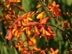 Montbretie 'Meteor' 17 Montbretie 'Meteor' -Edelrosen Geschaft montbretie meteor m058315 w 7