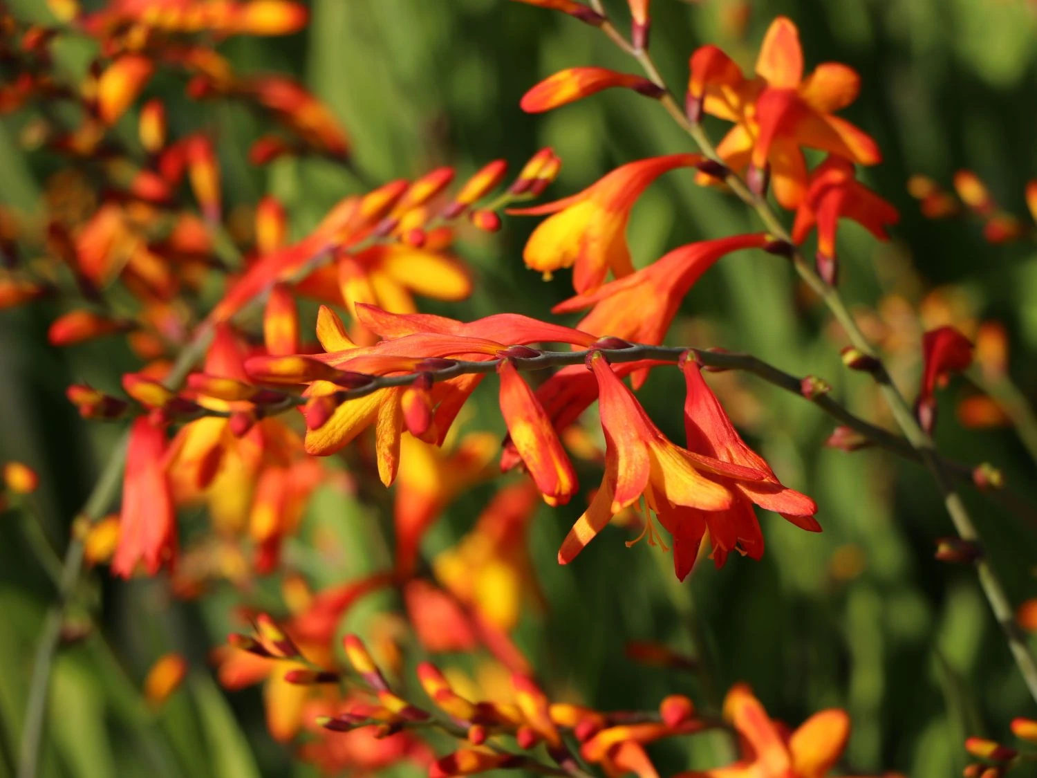 Montbretie 'Meteor' 7 Montbretie 'Meteor' – Bild 7