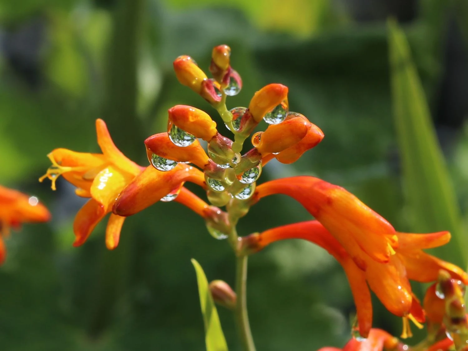 Montbretie 'Meteor' 2 Montbretie 'Meteor' – Bild 2