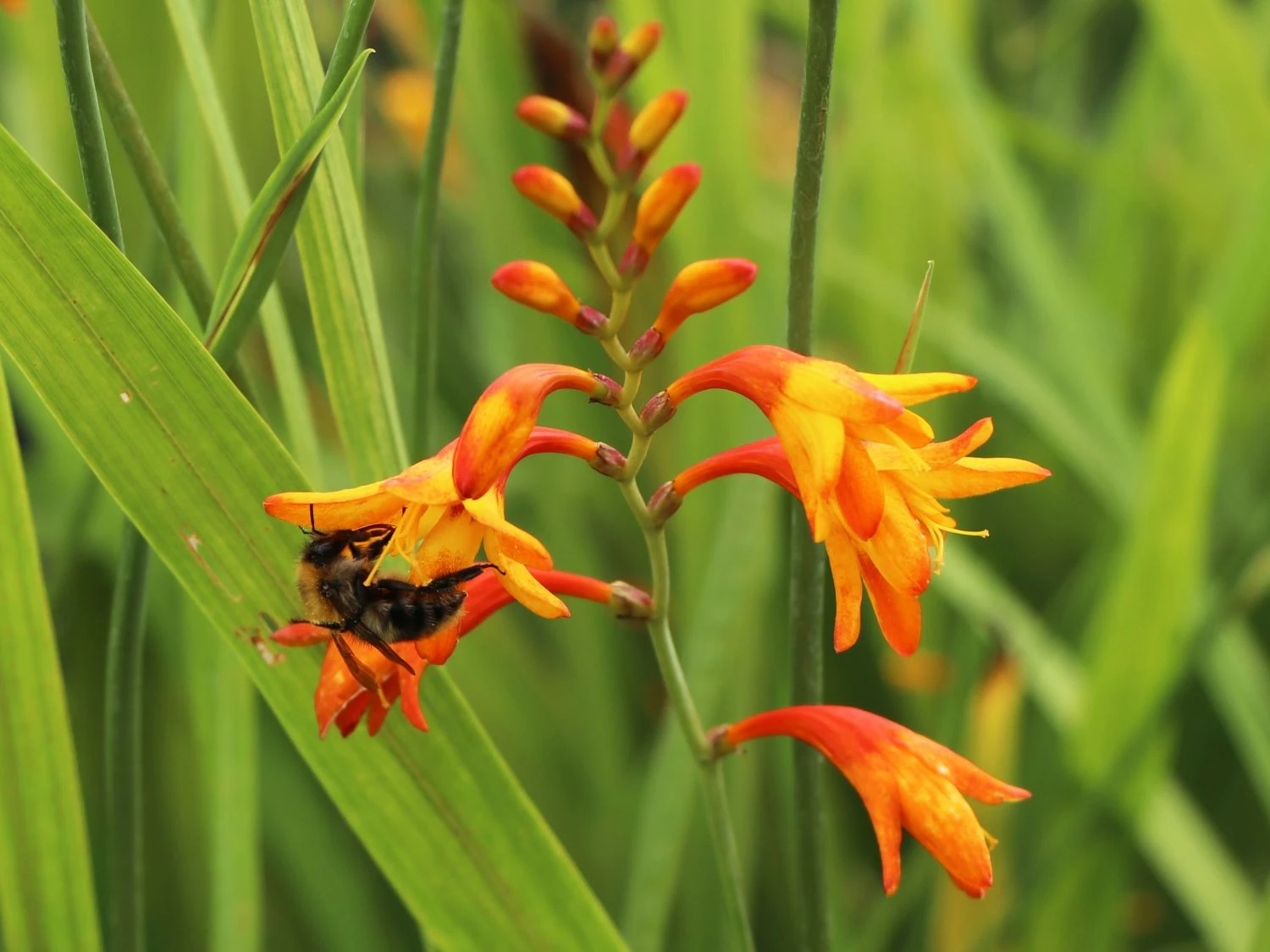 Montbretie 'Meteor' 5 Montbretie 'Meteor' – Bild 5