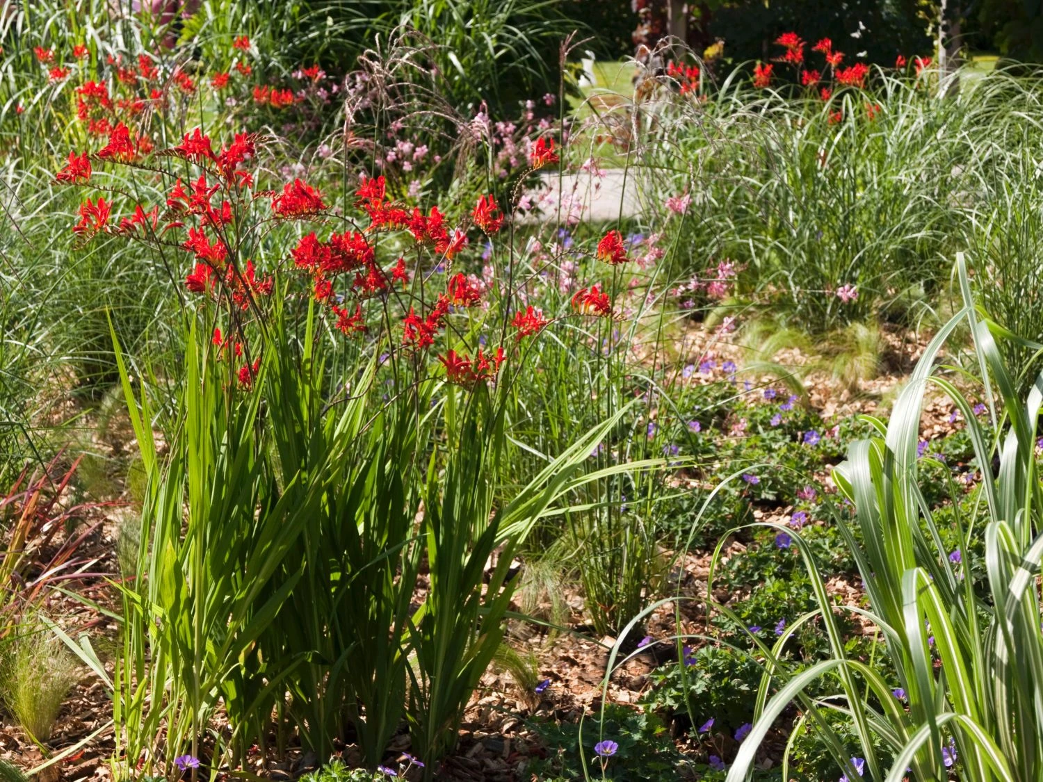 Montbretie 'Red King' 2 Montbretie 'Red King' – Bild 2