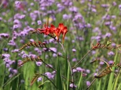 Montbretie 'Red King' 5 Montbretie 'Red King' -Edelrosen Geschaft montbretie red king m058318 w 1