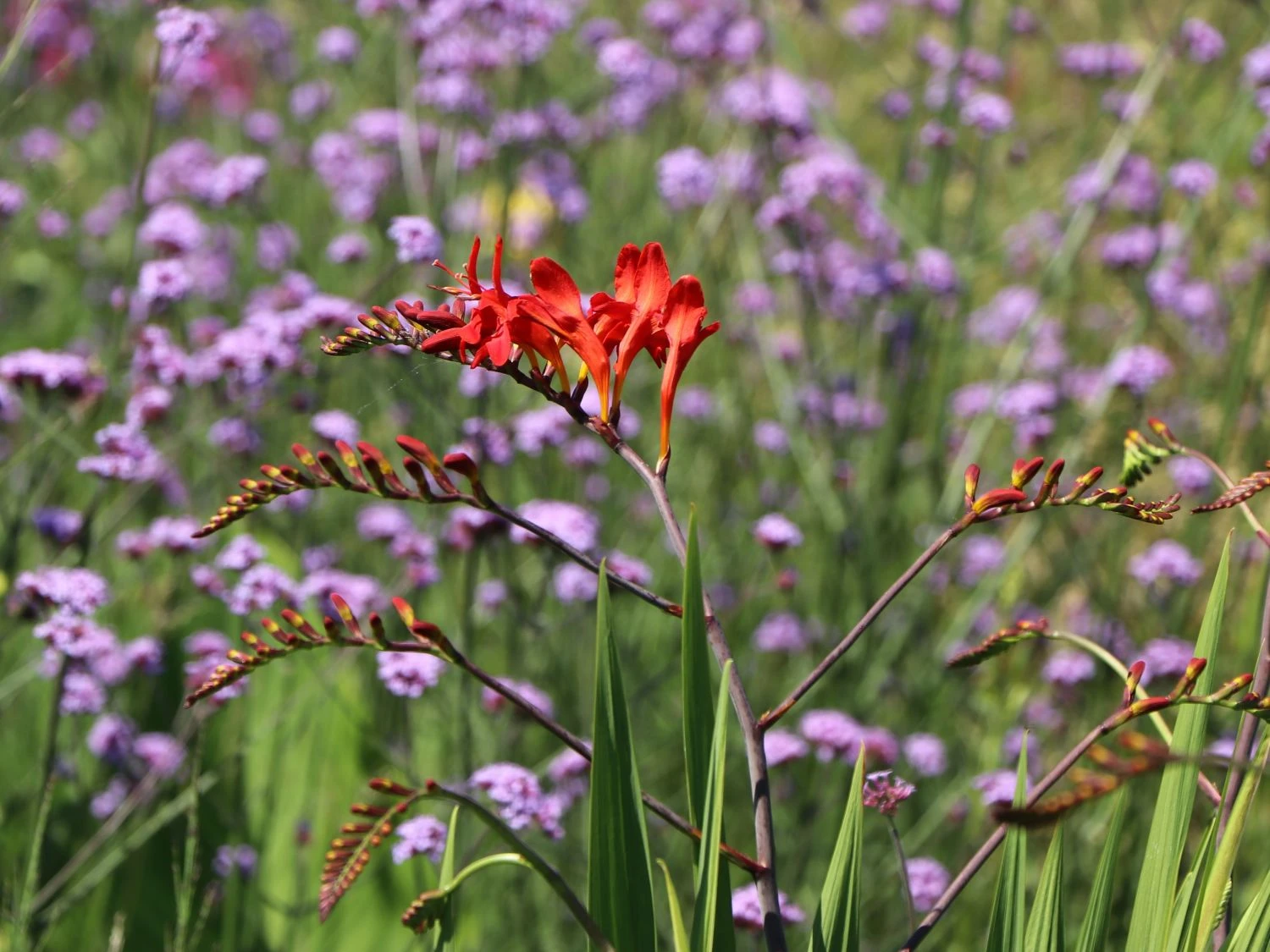 Montbretie 'Red King' 3 Montbretie 'Red King' – Bild 3