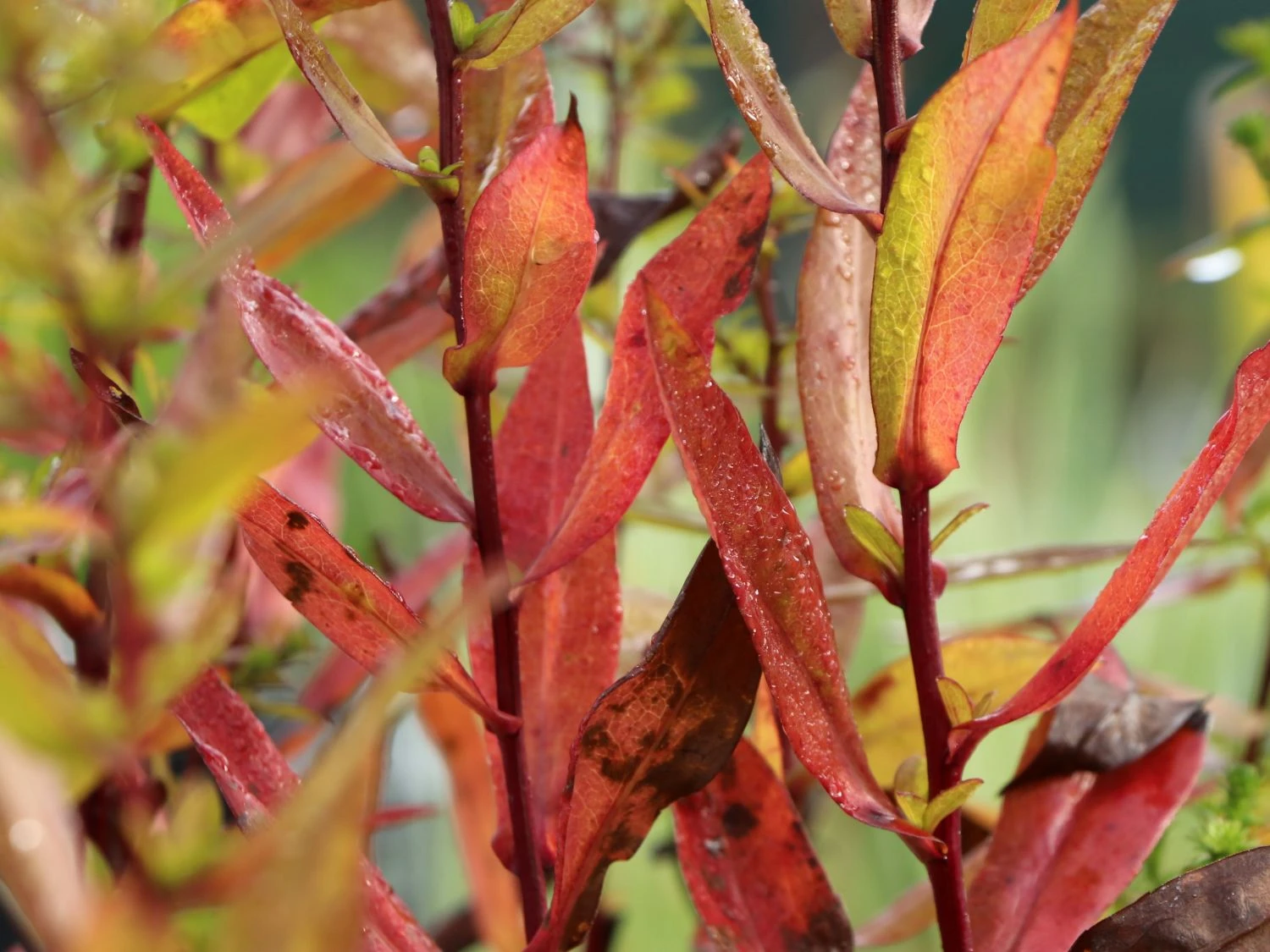 Myrten-Aster 'Yvette Richardson' 7 Myrten-Aster 'Yvette Richardson' – Bild 7