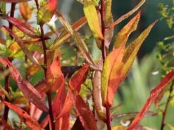 Myrten-Aster 'Yvette Richardson' 16 Myrten-Aster 'Yvette Richardson' -Edelrosen Geschaft myrten aster yvette richardson m108332 w 2