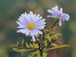 Myrten-Aster 'Yvette Richardson' 17 Myrten-Aster 'Yvette Richardson' -Edelrosen Geschaft myrten aster yvette richardson m108332 w 3