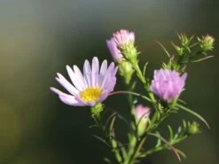 Myrten-Aster 'Yvette Richardson' 12 Myrten-Aster 'Yvette Richardson' -Edelrosen Geschaft myrten aster yvette richardson m108332 w 6