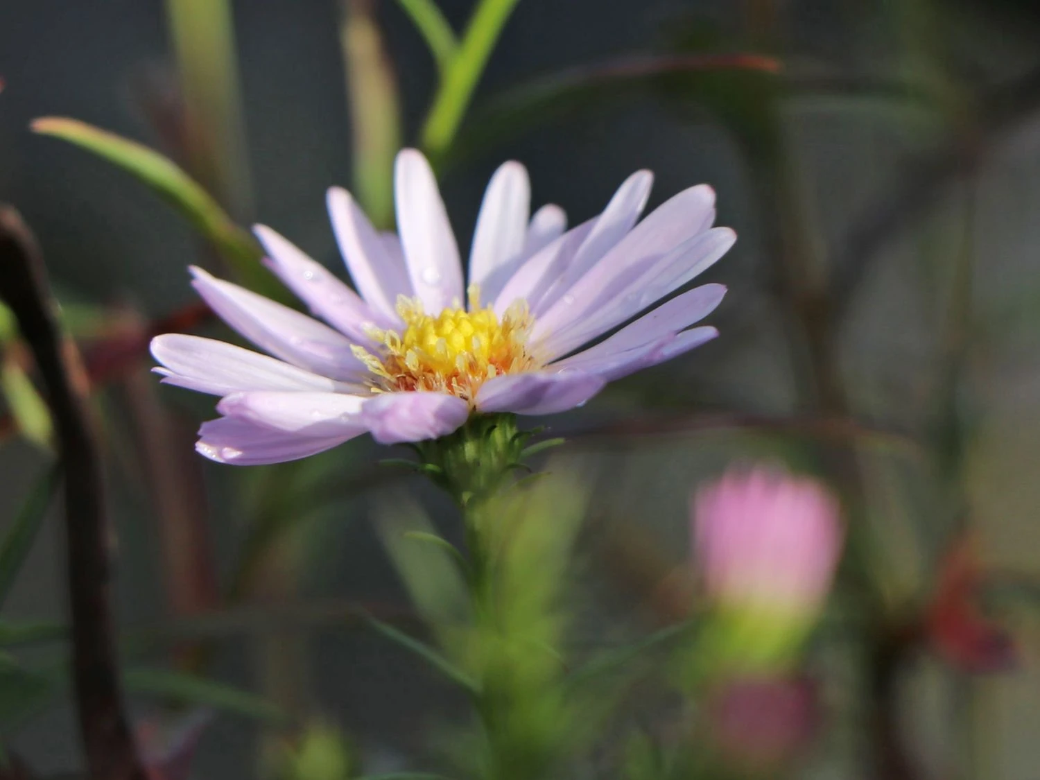 Myrten-Aster 'Yvette Richardson' 6 Myrten-Aster 'Yvette Richardson' – Bild 6