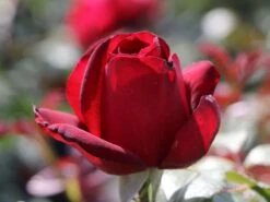 Nostalgie®-Edelrose 'Admiral' ® -Edelrosen Geschaft nostalgie edelrose admiral m101939 w 2