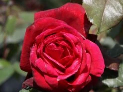 Nostalgie®-Edelrose 'Admiral' ® -Edelrosen Geschaft nostalgie edelrose admiral m101939 w 3