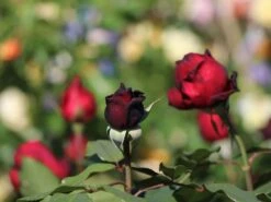 Nostalgie®-Edelrose 'Admiral' ® -Edelrosen Geschaft nostalgie edelrose admiral m101939 w 4