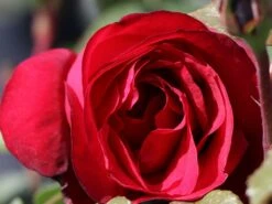 Nostalgie®-Edelrose 'Admiral' ® -Edelrosen Geschaft nostalgie edelrose admiral m101939 w 5