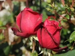 Nostalgie®-Edelrose 'Admiral' ® -Edelrosen Geschaft nostalgie edelrose admiral m101939 w 6