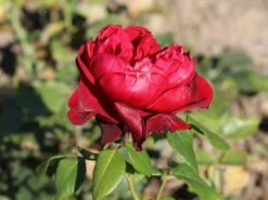 Nostalgie®-Edelrose 'Admiral' ® -Edelrosen Geschaft nostalgie edelrose admiral m101939 w 7