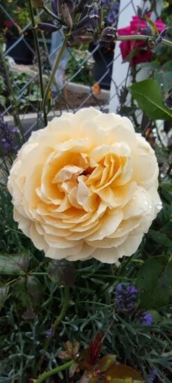 Nostalgie®-Edelrose 'Capri' ® -Edelrosen Geschaft nostalgie edelrose capri m094369 1385065 0