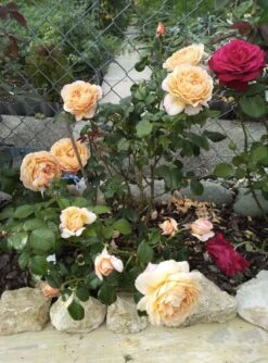 Nostalgie®-Edelrose 'Capri' ® -Edelrosen Geschaft nostalgie edelrose capri m094369 1385065 1