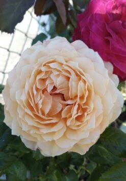 Nostalgie®-Edelrose 'Capri' ® -Edelrosen Geschaft nostalgie edelrose capri m094369 1385065 2