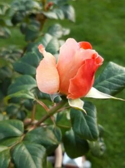 Nostalgie®-Edelrose 'Capri' ® -Edelrosen Geschaft nostalgie edelrose capri m094369 193676 0