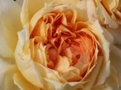 Nostalgie®-Edelrose 'Capri' ® -Edelrosen Geschaft nostalgie edelrose capri m094369 w 0