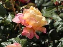 Nostalgie®-Edelrose 'Capri' ® -Edelrosen Geschaft nostalgie edelrose capri m094369 w 1