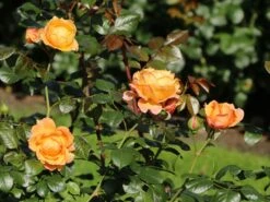 Nostalgie®-Edelrose 'Capri' ® -Edelrosen Geschaft nostalgie edelrose capri m094369 w 10