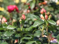 Nostalgie®-Edelrose 'Capri' ® -Edelrosen Geschaft nostalgie edelrose capri m094369 w 2