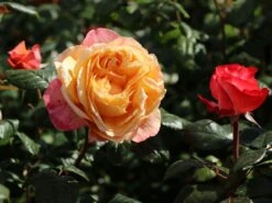 Nostalgie®-Edelrose 'Capri' ® -Edelrosen Geschaft nostalgie edelrose capri m094369 w 3