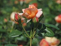 Nostalgie®-Edelrose 'Capri' ® -Edelrosen Geschaft nostalgie edelrose capri m094369 w 4