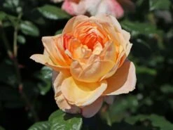 Nostalgie®-Edelrose 'Capri' ® -Edelrosen Geschaft nostalgie edelrose capri m094369 w 5