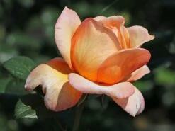 Nostalgie®-Edelrose 'Capri' ® -Edelrosen Geschaft nostalgie edelrose capri m094369 w 7