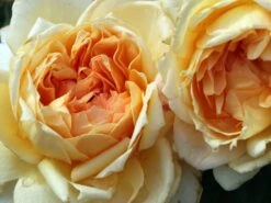 Nostalgie®-Edelrose 'Capri' ® -Edelrosen Geschaft nostalgie edelrose capri m094369 w 8