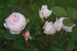 Nostalgie®-Edelrose 'Charming Piano' ® -Edelrosen Geschaft nostalgie edelrose charming piano m080635 957317 0