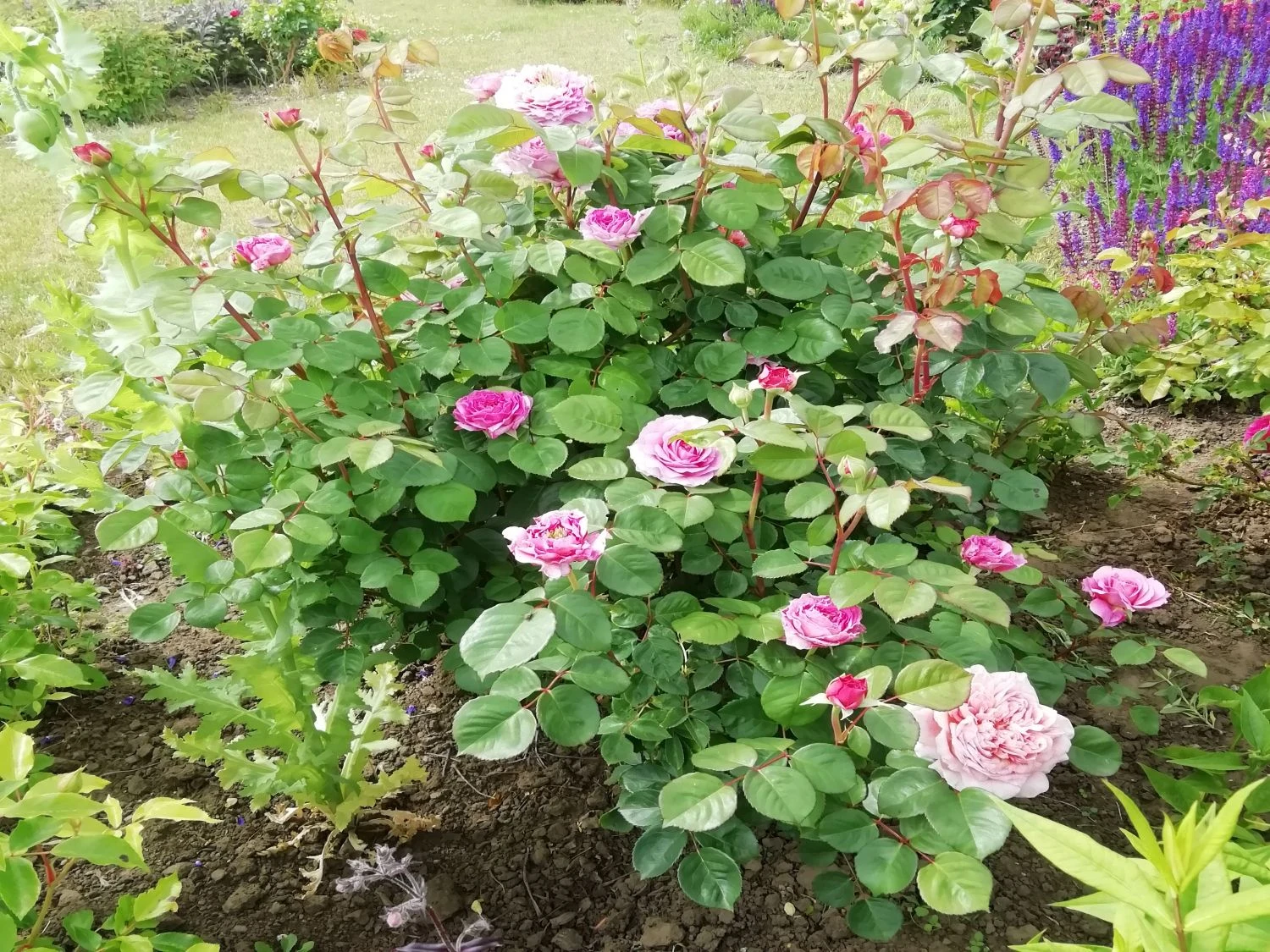 Nostalgie®-Edelrose 'Eisvogel' ® 14 Nostalgie®-Edelrose 'Eisvogel' ® – Bild 14