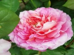 Nostalgie®-Edelrose 'Eisvogel' ® 27 Nostalgie®-Edelrose 'Eisvogel' ® -Edelrosen Geschaft nostalgie edelrose eisvogel m101958 651255 1