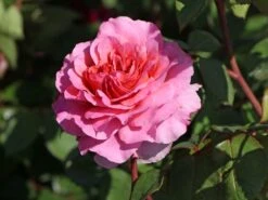 Nostalgie®-Edelrose 'Eisvogel' ®