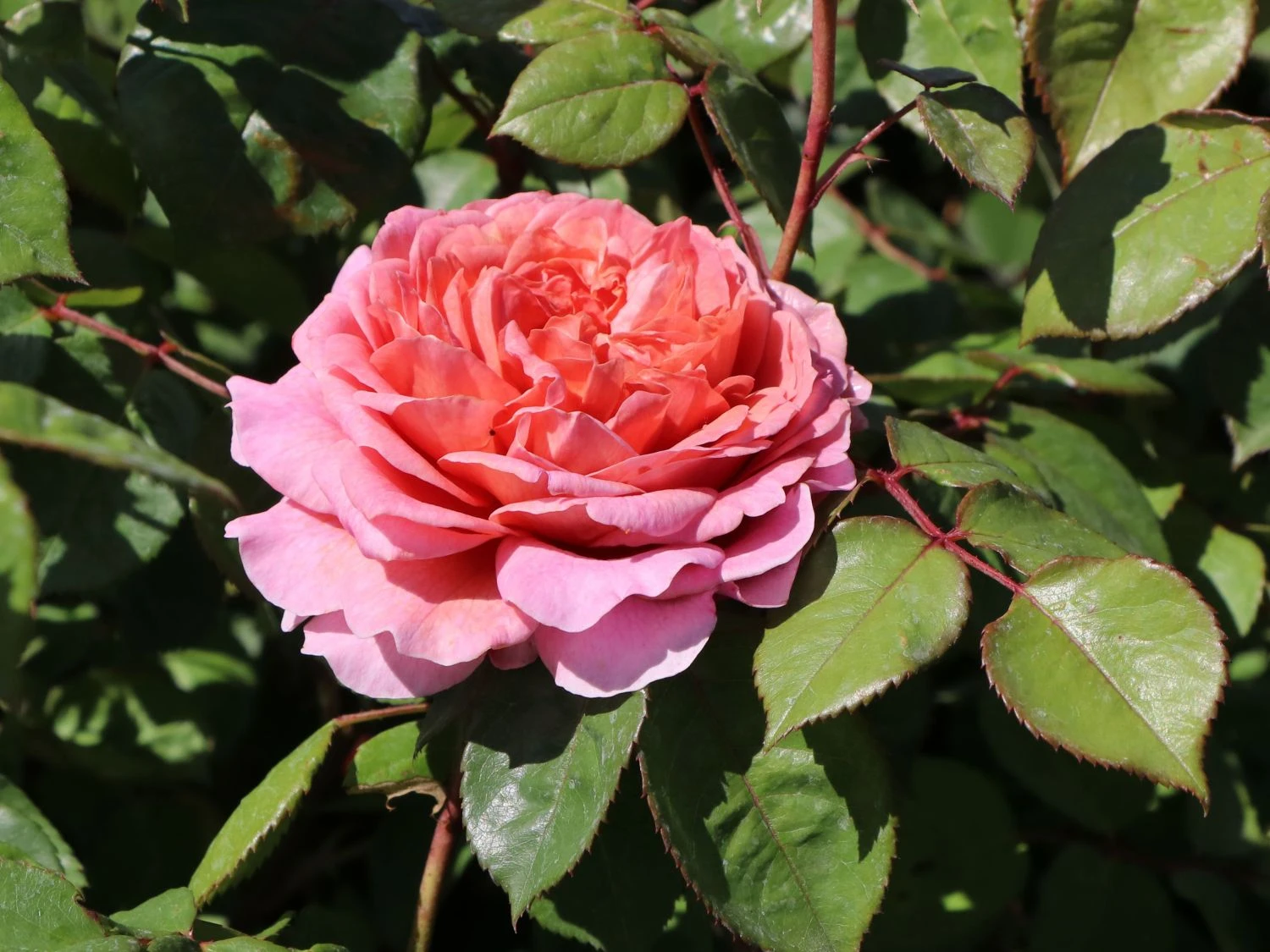 Nostalgie®-Edelrose 'Eisvogel' ® 8 Nostalgie®-Edelrose 'Eisvogel' ® – Bild 8