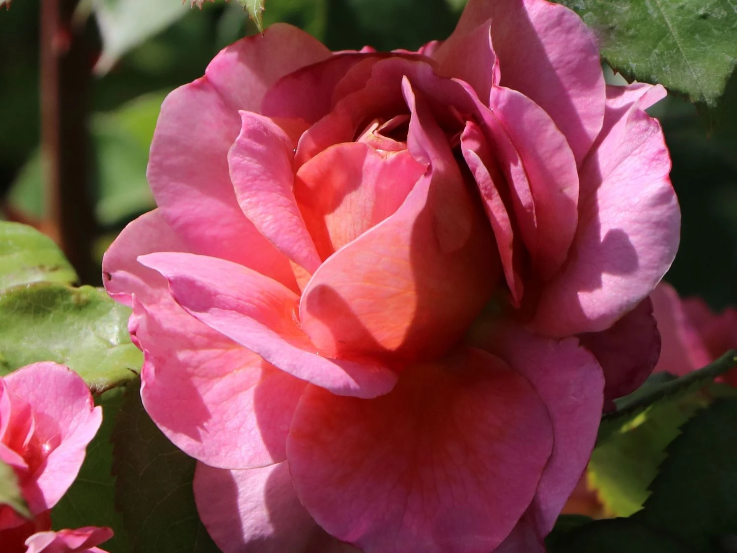 Nostalgie®-Edelrose 'Eisvogel' ® 7 Nostalgie®-Edelrose 'Eisvogel' ® – Bild 7