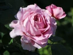 Nostalgie®-Edelrose 'Eisvogel' ® 19 Nostalgie®-Edelrose 'Eisvogel' ® -Edelrosen Geschaft nostalgie edelrose eisvogel m101958 w 3