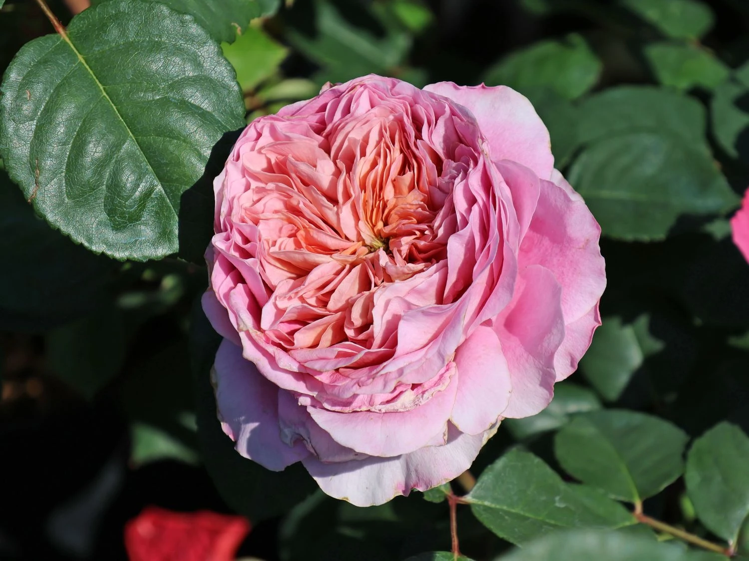 Nostalgie®-Edelrose 'Eisvogel' ® 2 Nostalgie®-Edelrose 'Eisvogel' ® – Bild 2