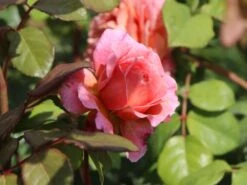 Nostalgie®-Edelrose 'Eisvogel' ® 25 Nostalgie®-Edelrose 'Eisvogel' ® -Edelrosen Geschaft nostalgie edelrose eisvogel m101958 w 8