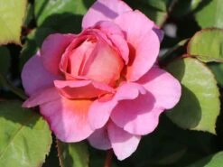 Nostalgie®-Edelrose 'Eisvogel' ® 20 Nostalgie®-Edelrose 'Eisvogel' ® -Edelrosen Geschaft nostalgie edelrose eisvogel m101958 w 9